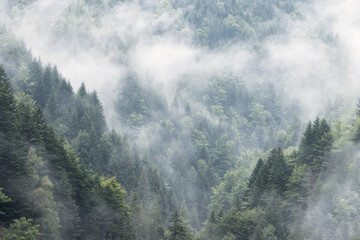 Misty mountain landscape Green trees after rain. Calm, fresh background wallpaper.  