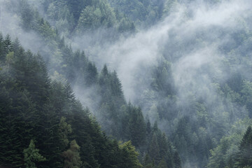 Foggy forest in the mountains. Landscape with trees and mist. Landscape after rain. Nature fresh background. 