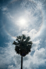 Palm tree with sunlight halo and clouds in blue sky