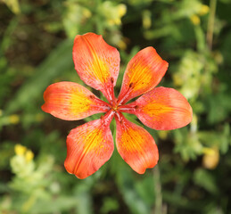 Fototapeta premium great red lily the typical flora of the mountain