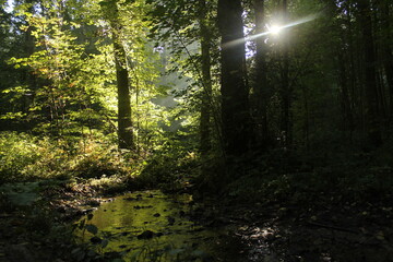 Waldspaziergang am Morgen mit Sonnenlicht