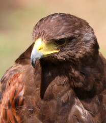 Big bird called Hawk of Harris or Peuco