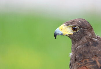 Big bird called Hawk of Harris or Peuco
