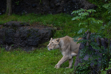 A lion walk through the grass and looking for food. The most beautiful animal and the most majestic one in the world. King of the nature. Amazing lion.