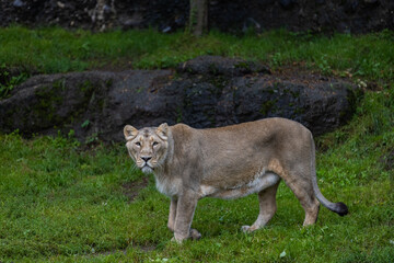 A lion walk through the grass and looking for food. The most beautiful animal and the most majestic one in the world. King of the nature. Amazing lion.