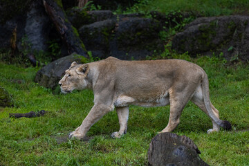 A lion walk through the grass and looking for food. The most beautiful animal and the most majestic one in the world. King of the nature. Amazing lion.