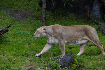 A lion walk through the grass and looking for food. The most beautiful animal and the most majestic one in the world. King of the nature. Amazing lion.