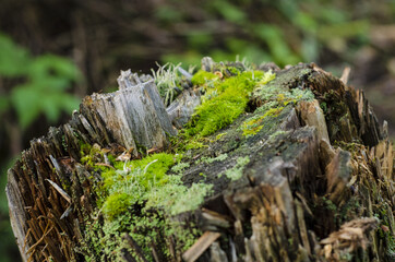 stump with moss, parc régional seigneurie de la matapédia, québec, canada