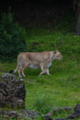 A lion walk through the grass and looking for food. The most beautiful animal and the most majestic one in the world. King of the nature. Amazing lion.