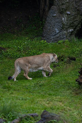 A lion walk through the grass and looking for food. The most beautiful animal and the most majestic one in the world. King of the nature. Amazing lion.