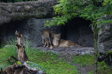 Two lions are sleeping and watching the viewers and waiting for their food. Amazing pair of lion just relaxing in the savanna. Majestic animal in the nature.