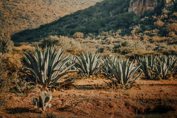 joshua tree national park