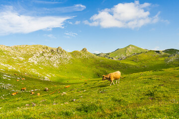 Fototapeta na wymiar Asturian cows grazing on the Angliru peak, Asturias