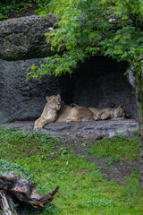 Obraz na płótnie Canvas Two lions are sleeping and watching the viewers and waiting for their food. Amazing pair of lion just relaxing in the savanna. Majestic animal in the nature.