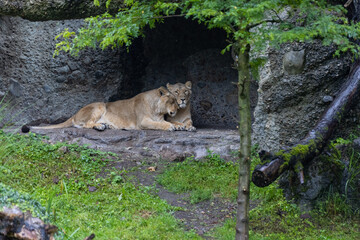 Two lions are sleeping and watching the viewers and waiting for their food. Amazing pair of lion just relaxing in the savanna. Majestic animal in the nature.