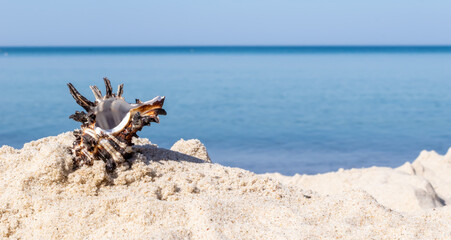 the shell of the sea snail against the background of sand and blue sea