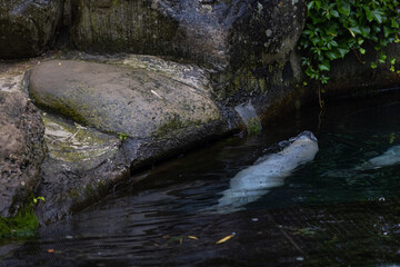 A Beautiful seal relaxing and sleeping in the water and on the rock. Some seals are playing together in the water. So cute animals.