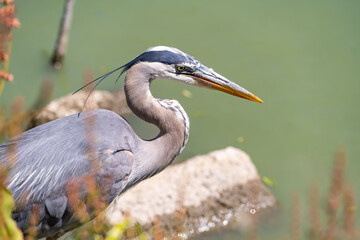 Great blue heron (Ardea cinerea) close up
