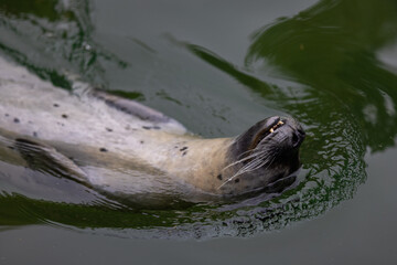 Fototapeta premium A Beautiful seal relaxing and sleeping in the water and on the rock. Some seals are playing together in the water. So cute animals.