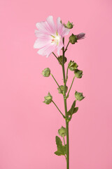 Inflorescence of pink mallow flowers isolated on pink background.