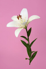 Delicate white lily flower isolated on pink background.