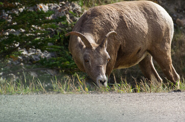 A Female Big Horned Sheep grazing by the Road