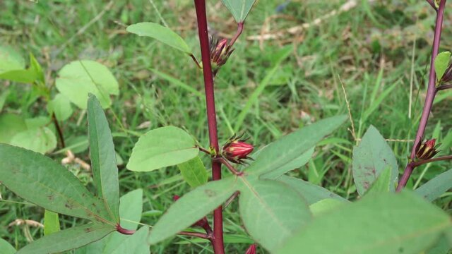 Rosella flower (also called roselle) with a natural background. Use as herbal drink and herbal medicine