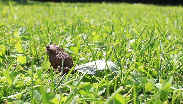 Erdkr&ouml;te im Rasen