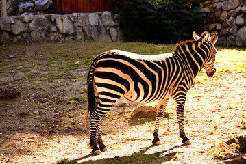Beautiful rare zebra resting on a sunny day