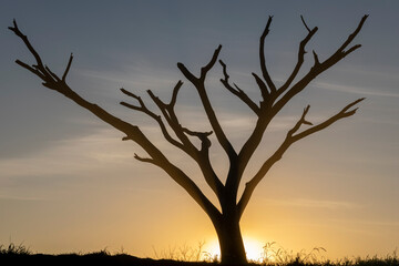 tree silhouette with dry branches at sunset.