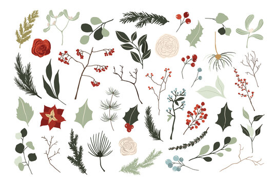 Set Of Christmas Winter Floral With Red And White Roses, Poinsettia Flowers, Spruce Branches And Green Leaves. Vector Illustration In Hand Drawn Cartoon Flat Style