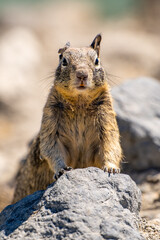Naklejka na ściany i meble California ground squirrel (Spermophilus beecheyi) in Central Park, Fremont