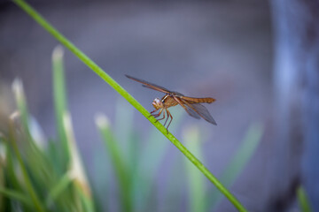 dragonfly on branch