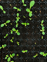 green plant in the ground