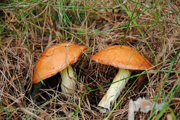 mushroom in the grass