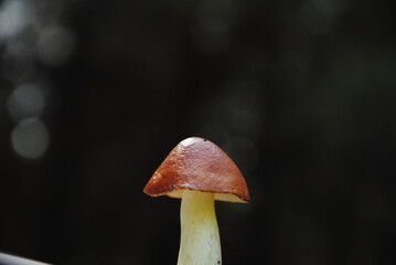 mushrooms in the forest