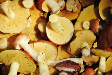 mushrooms in the market