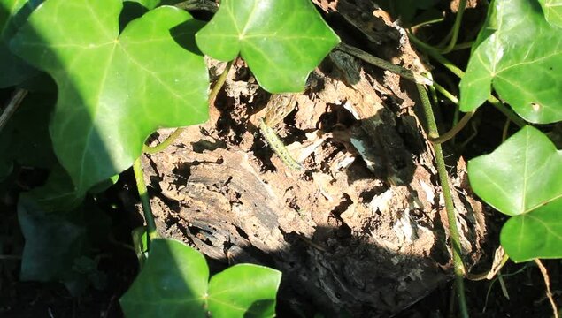 Eine Zauneidechse f&auml;ngt eine Raupe