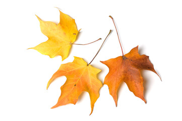 Three orange and yellow autumn maple leaves with white background