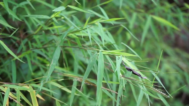 Bamboo grass (rumput bambu, genus Lophatherum) with a natural background