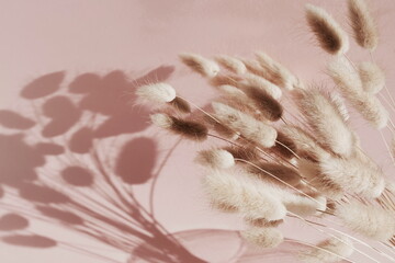 Dry fluffy bunny tails grass flowers beige color and sunlight shadow on pink background .  Tan pom pom plants backdrop. Abstract Floral card. Poster