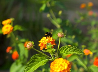 bumblebee collecting pollen on bright orange flower on floral background
