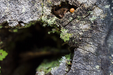 tree stump, parc régional seigneurie de la matapédia, québec, canada