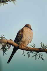 red tailed hawk