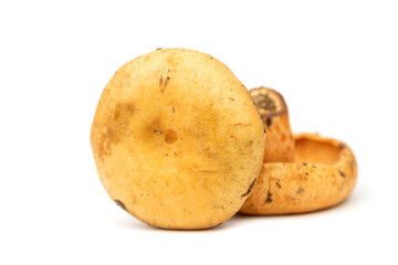 Saffron milk cap (Lactarius deliciosus)