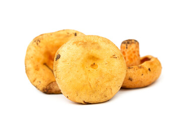 Saffron milk cap (Lactarius deliciosus)