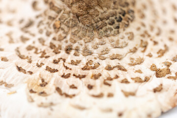 cap of the parasol mushroom (Macrolepiota procera)