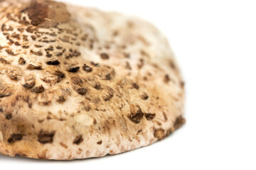 cap of the parasol mushroom (Macrolepiota procera)
