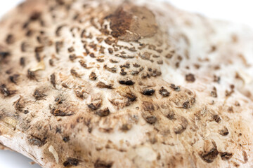 cap of the parasol mushroom (Macrolepiota procera)
