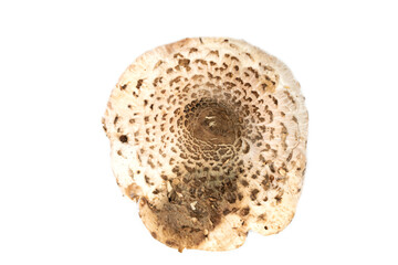 cap of the parasol mushroom (Macrolepiota procera)